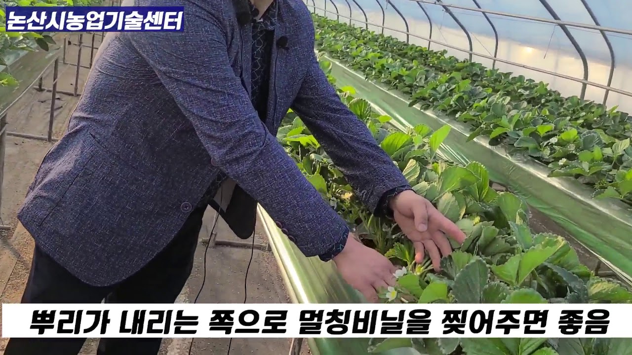 논산딸기 수경재배 정식방법, 비닐멀칭방법