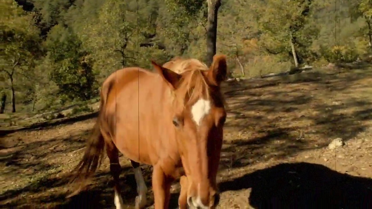 Zoe Boekbinder & Dustin Hamman -  Sixty Spanish Horses (Official Video)