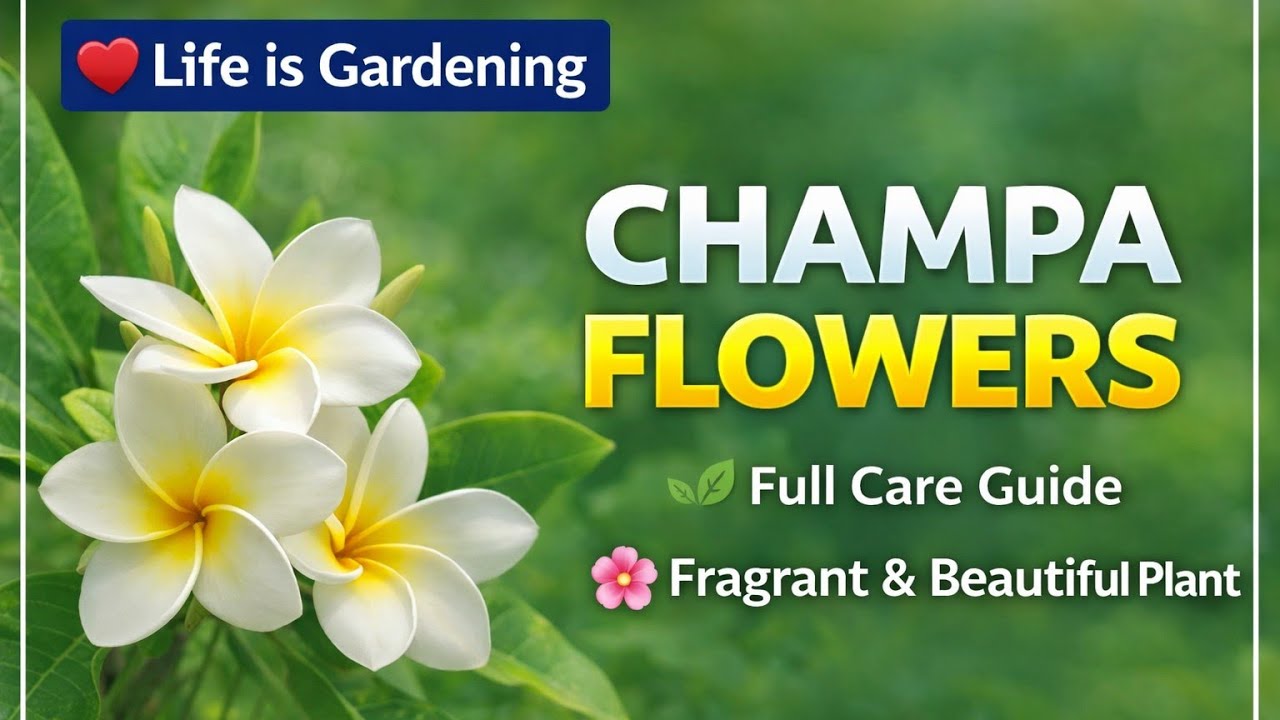 @Life is Gardening is live on aao baat kare #viral live