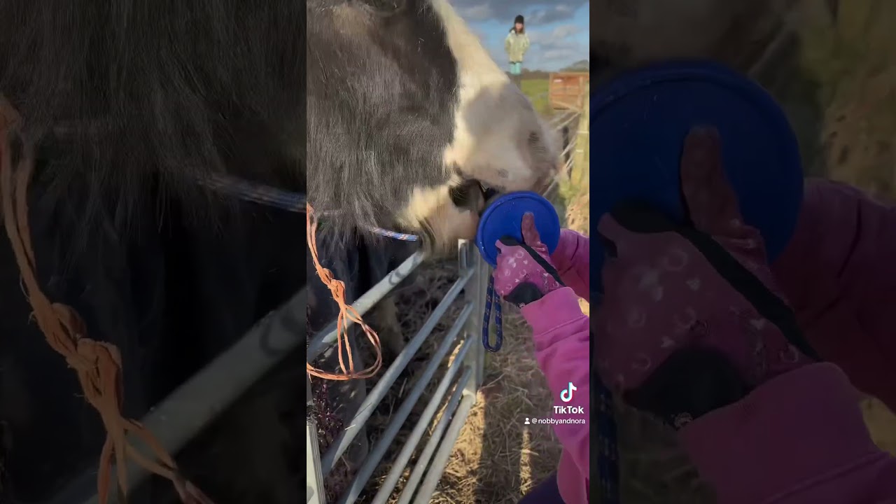 Funny pony 🤣 