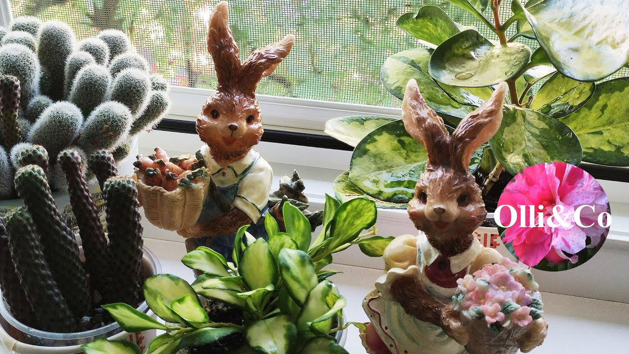 КОМНАТНЫЕ РАСТЕНИЯ, ЦВЕТЫ  ЦВЕТУТ и ПАХНУТ   МОИ ГРЯДКИ на ПОДОКОННИКЕ ЦВЕТОЧНЫЕ