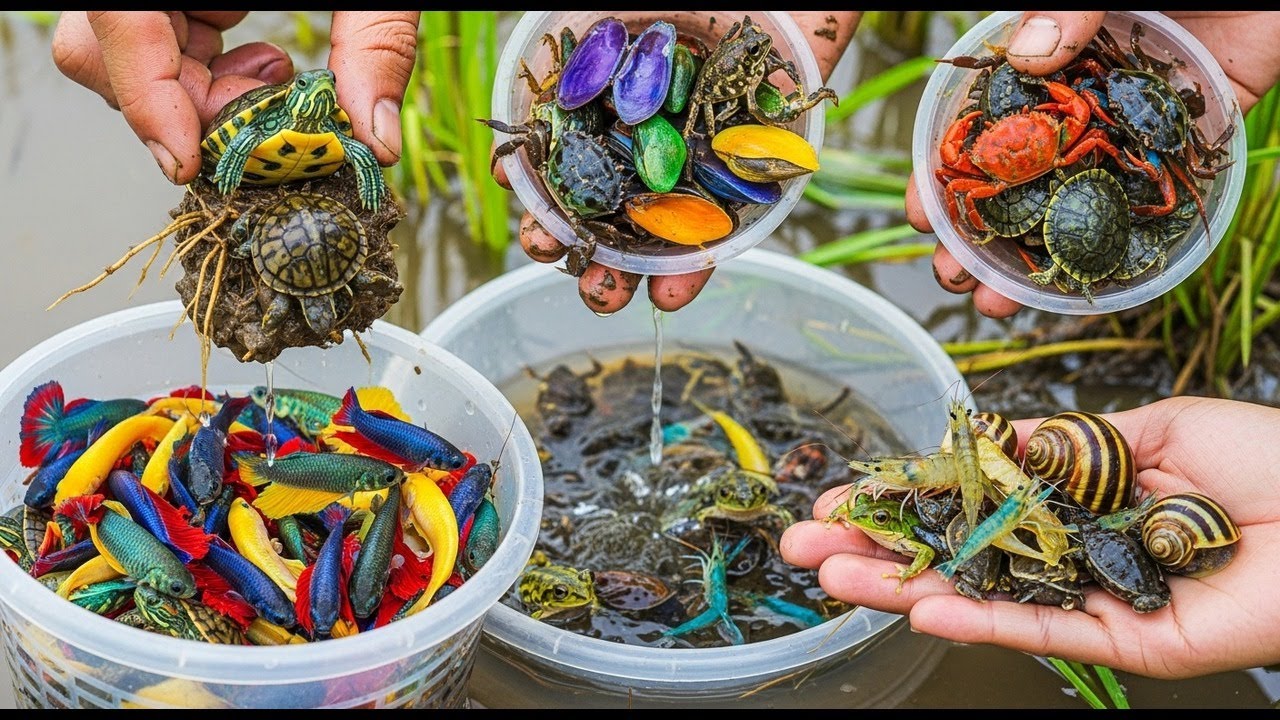POV Mud Fishing! Scooping Up Colorful Betta Fish, Turtles & Crabs by Hand