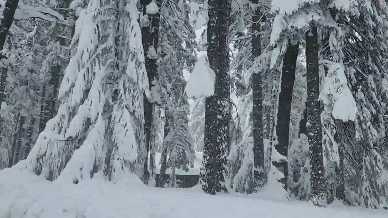 2/19/26 Nevada City, CA (Deer Creek Park) Red Dog Rd