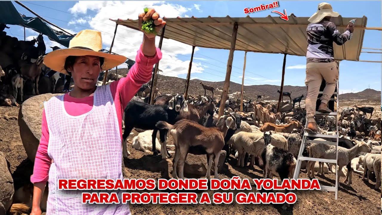 REGRESAMOS donde Doña Yolanda para construir un TECHO a su GANADO - VIVE SOLA en las MONTAÑAS