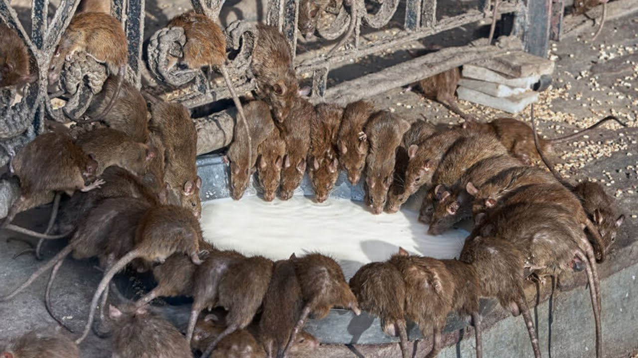 Крысы и мыши исчезают за 1 минуту без яда и ловушек!
