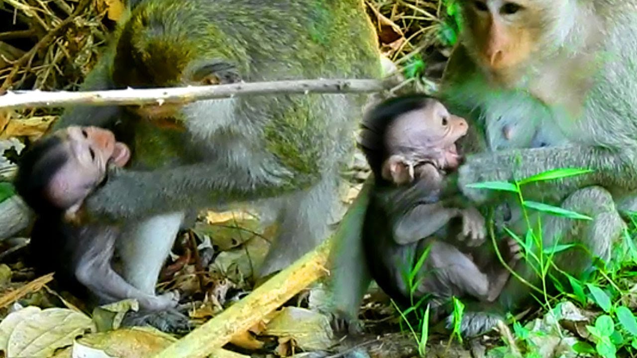 Oh My God! Baby Rito Cry And Cry Loudly |  Very Pity Baby Rito Bit by Mom Vira |  So Pity Baby