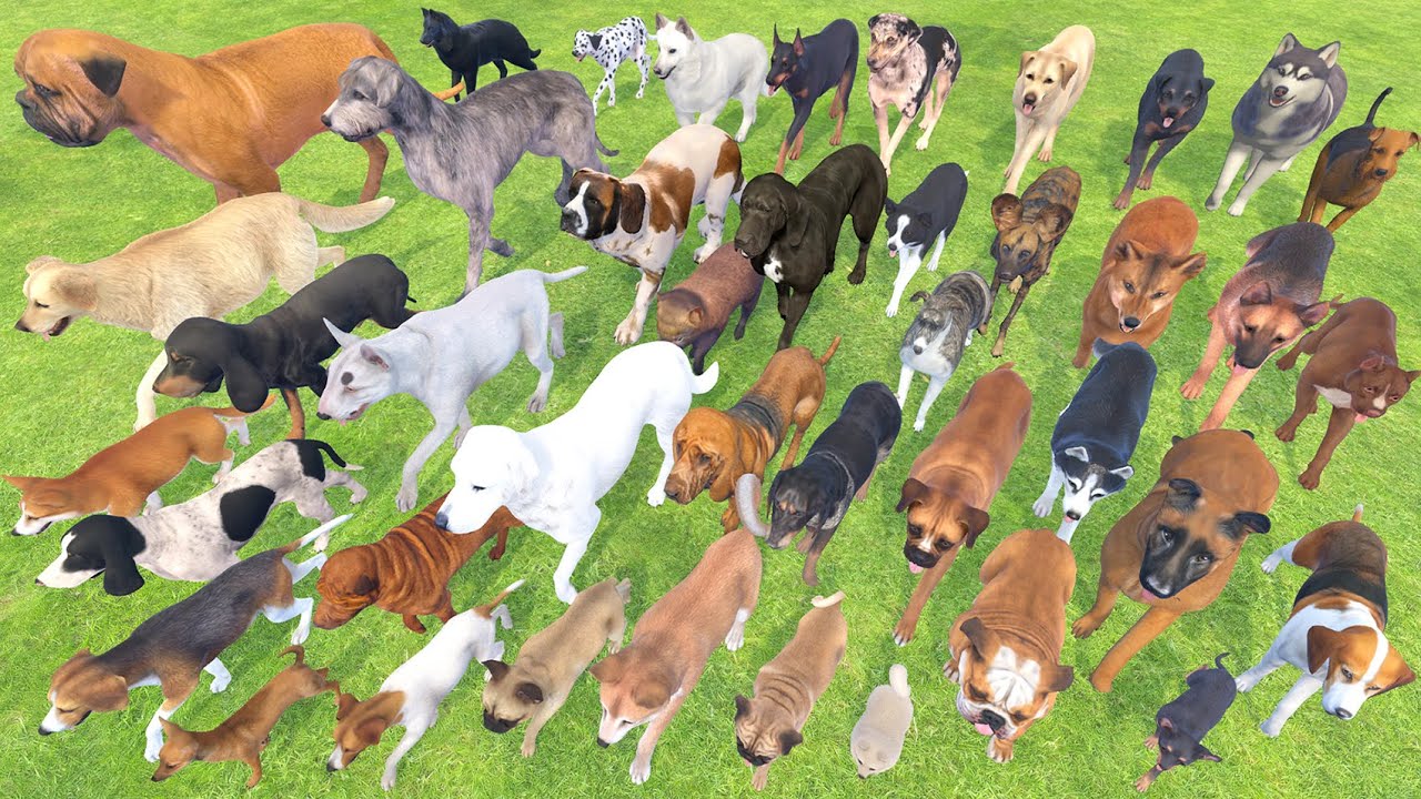 Dog Size Comparison | 3D Animation | Realistic Comparison