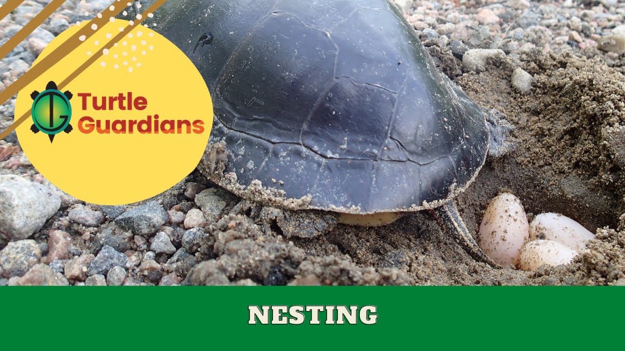 Turtle Nesting | Turtle Guardians Curriculum