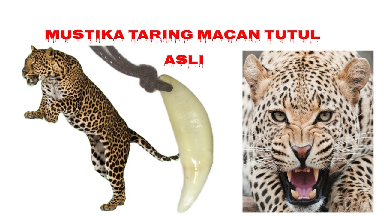Kalung taring macan tutul asli