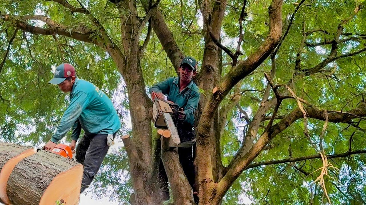 Cưa cây me chua siêu khủng , Siêu nhánh , Máy cưa STIHL 660 . Cưa cây kỷ thuật cao