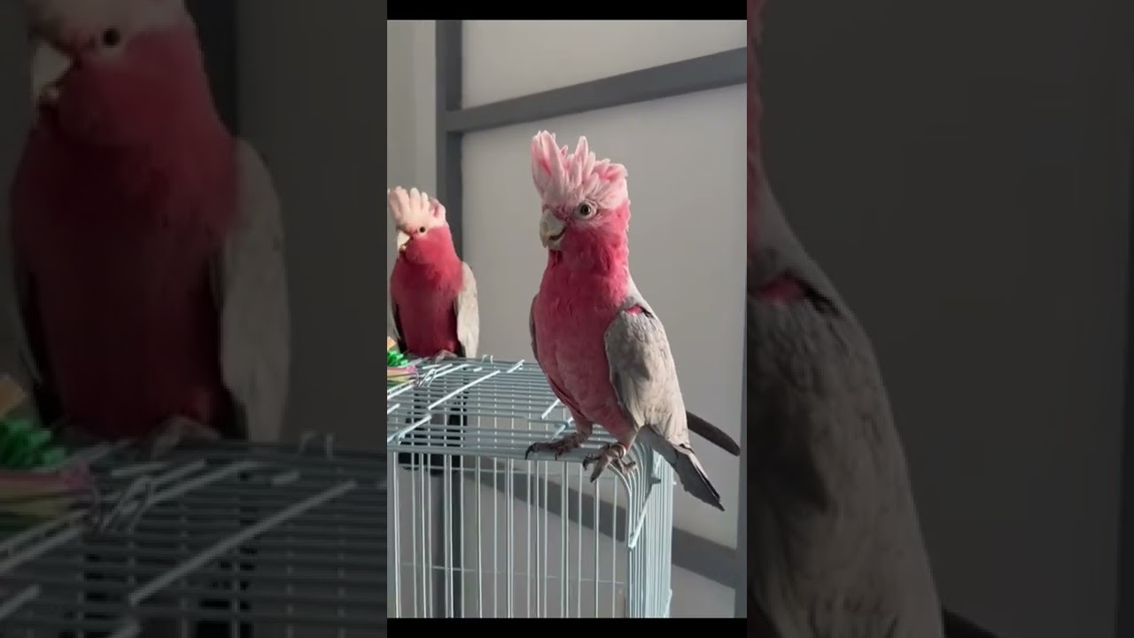 galah cockatoo talking#shorts #parrot #pets
