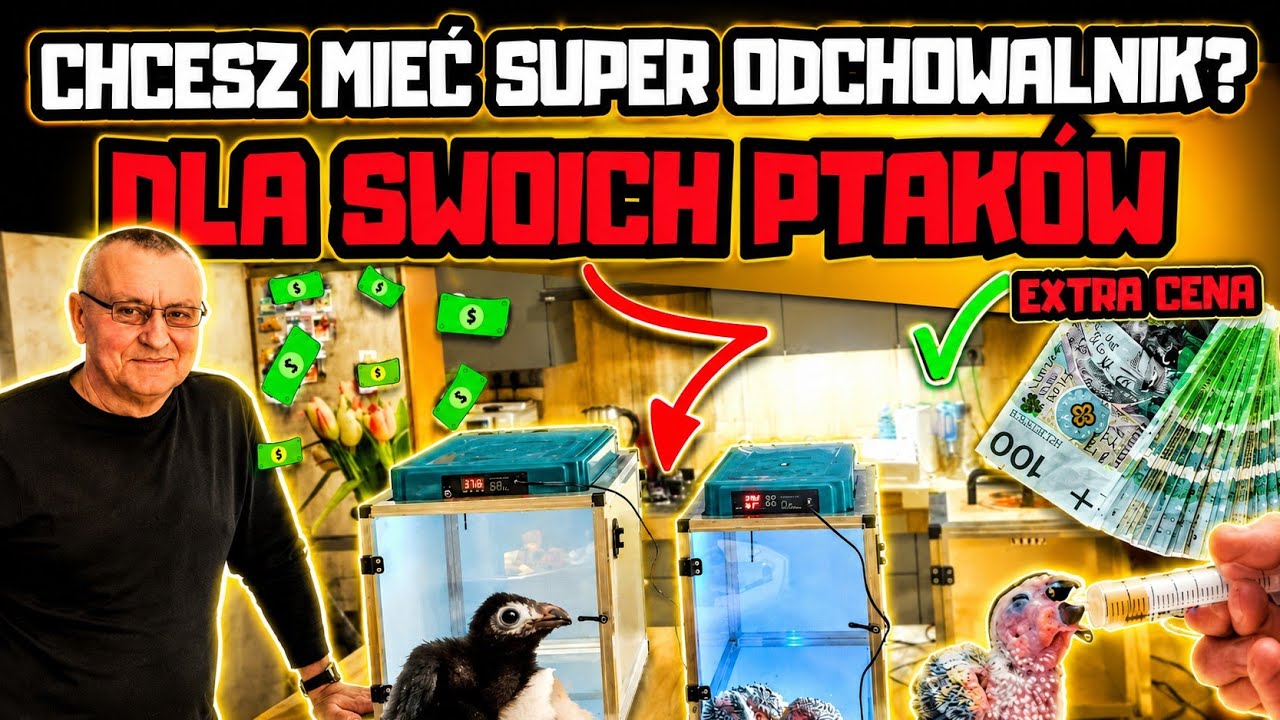 #44 ODCHOWALNIK DLA PTAKÓW I PAPUG WŁASNEJ PRODUKCJI 🤑 CHCESZ GO MIEĆ?