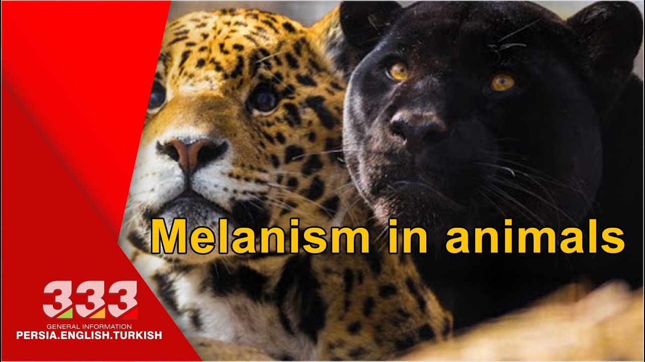 Melanism in animals  !!