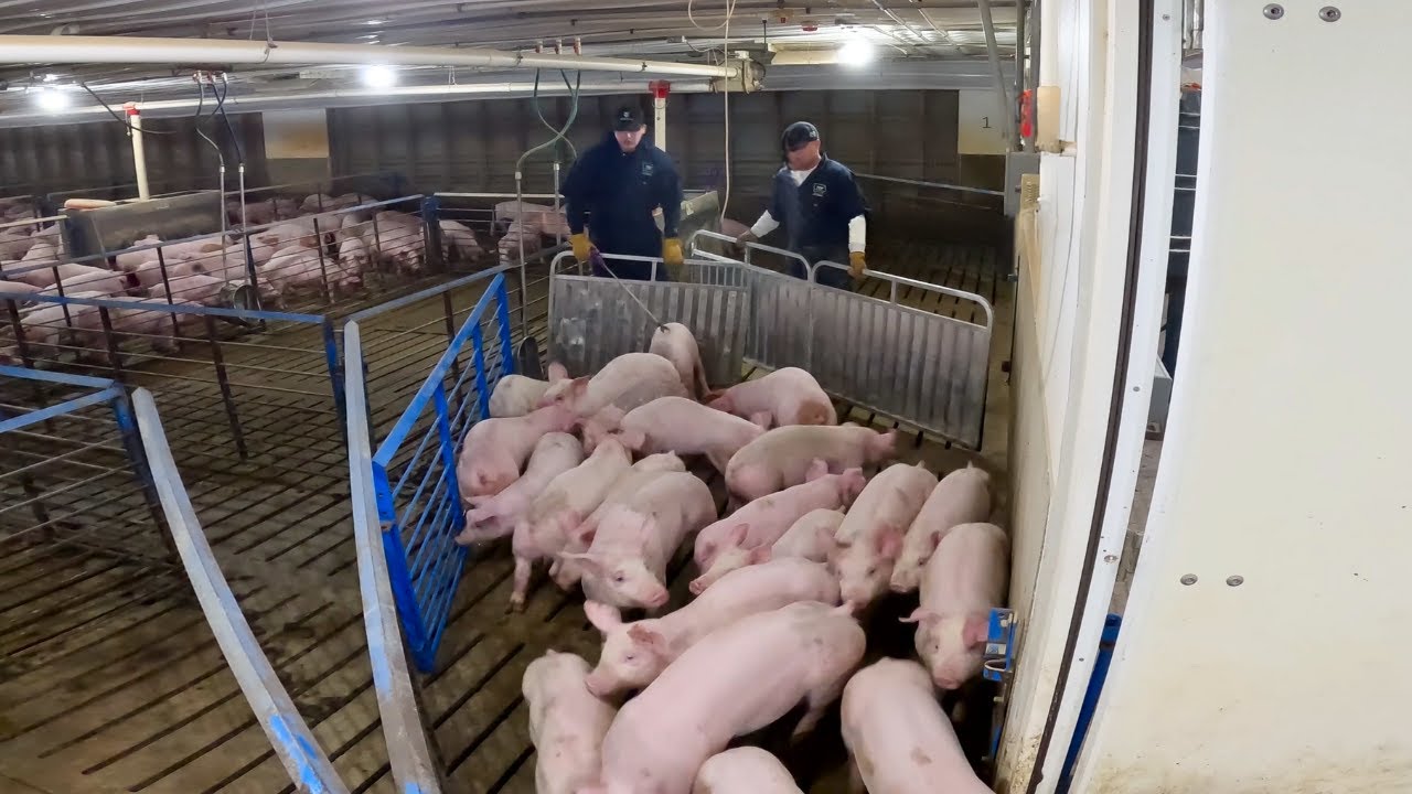 Loading Feeder Hogs