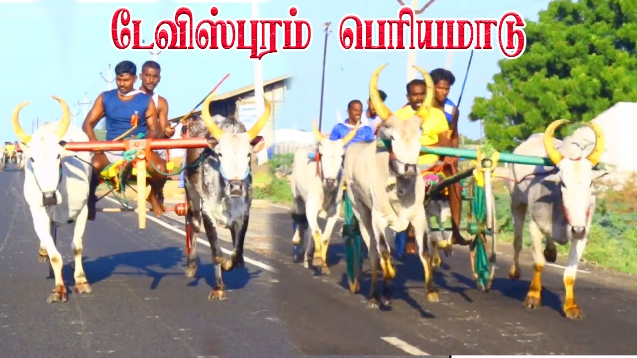 3டேவிஸ்புரம்-பூஞ்சிட்டு-பந்தயம்_04.11.2024_OOR_KURUVI2.0