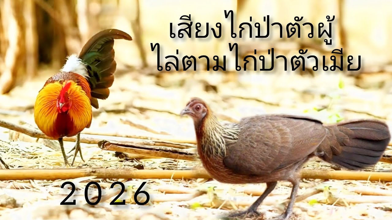 เสียงไก่ป่าตัวผู้ไล่ตามไก่แม่ ไก่แม่กระต๊าก suab poj qaib tsauj 