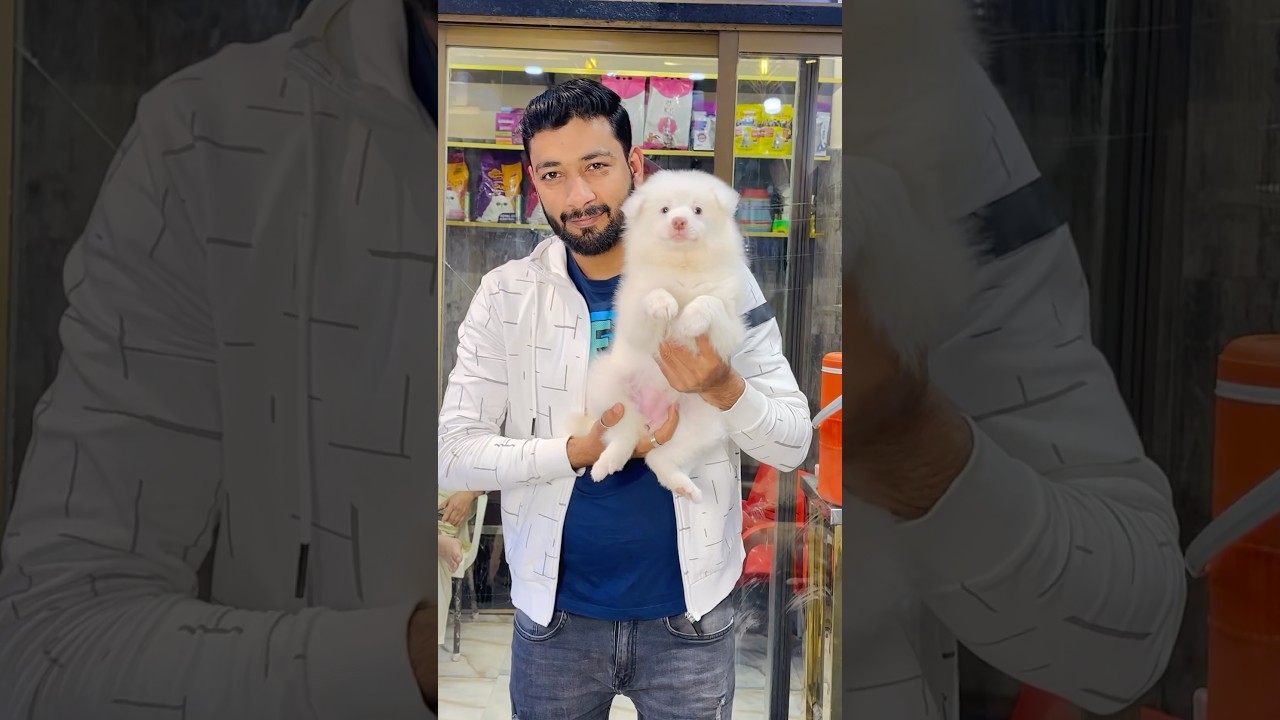 Samoyed Russian Pink Nose Toy Dog #petlovers #viralvideo #fypシ゚viral #fypシ゚viral 🐶🐶🐶