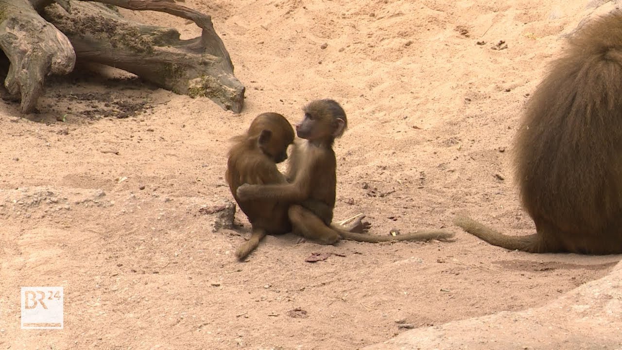 Homosexuelle Tiere - eine Spezialführung durch den Nürnberger Zoo | BR24