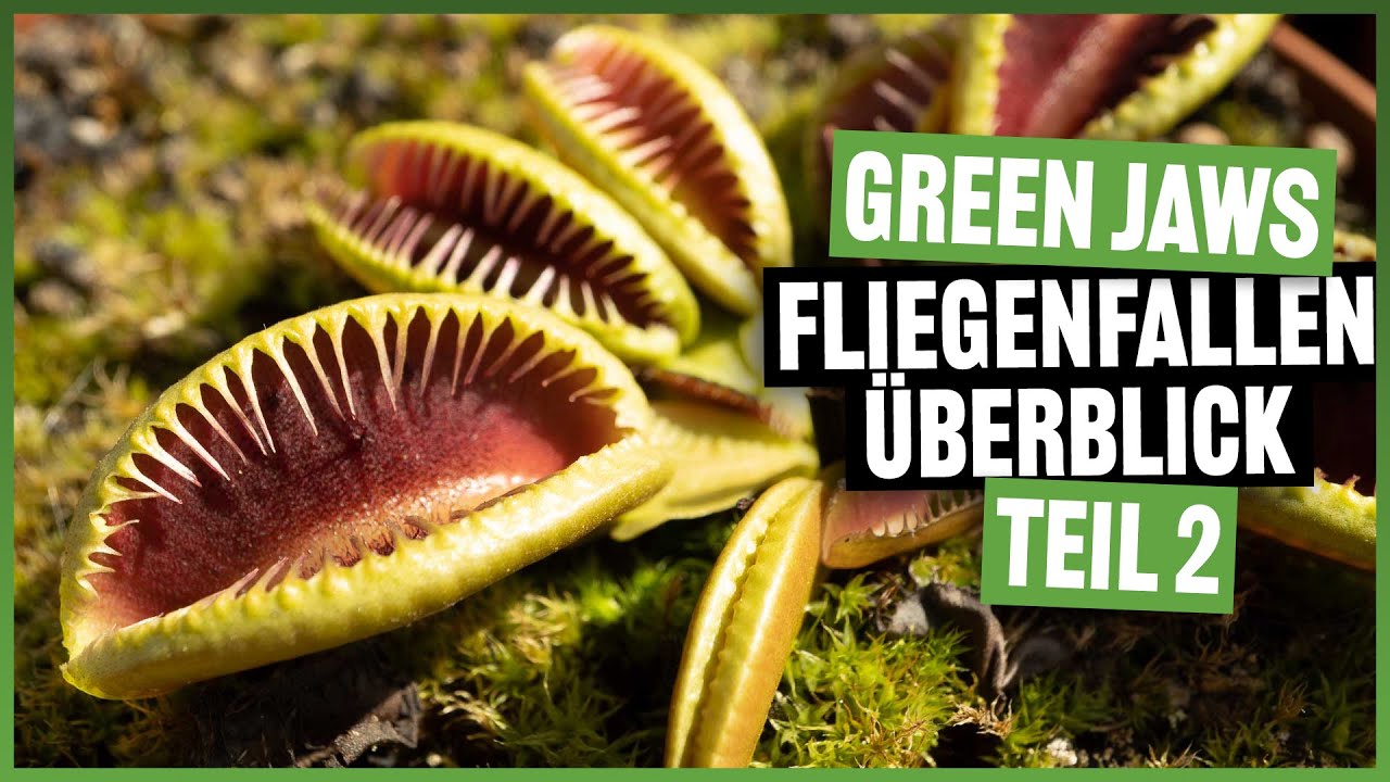 #155 Die Green Jaws Dionaea muscipula Sammlung im Detail - Teil 2