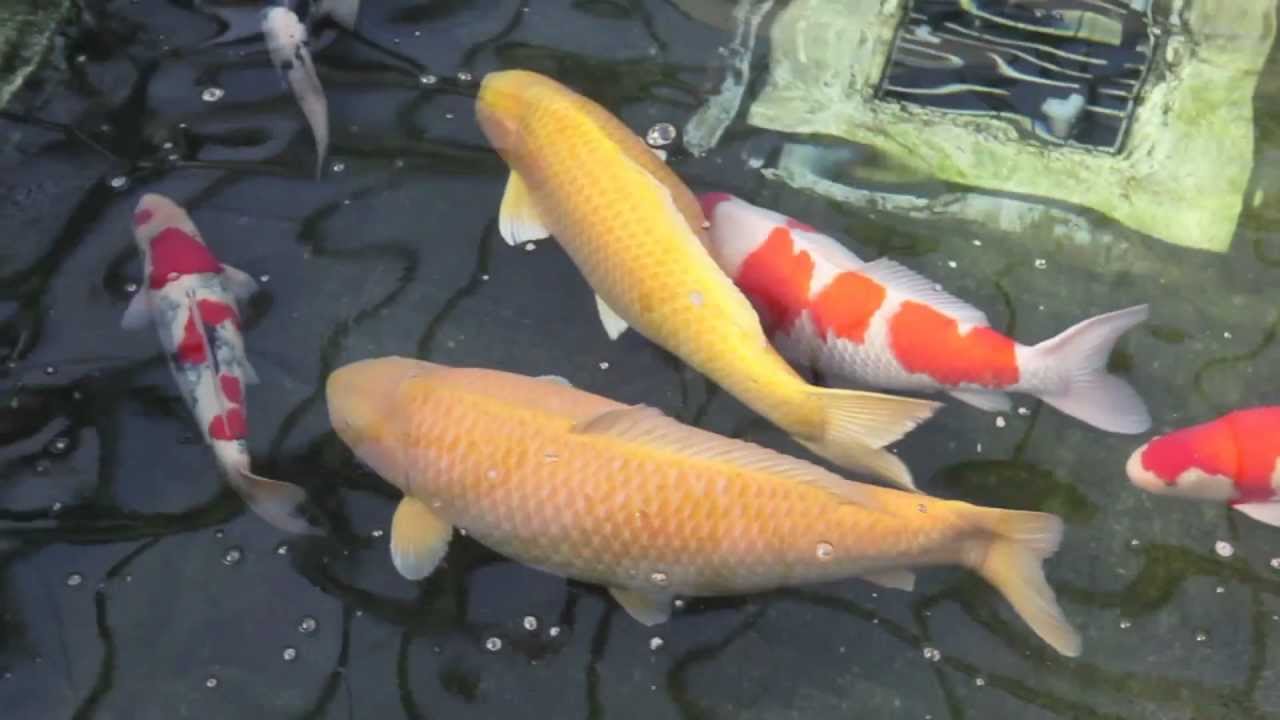 +100cm Jumbo Koi - Karashigoi - Momotaro Koi Farm