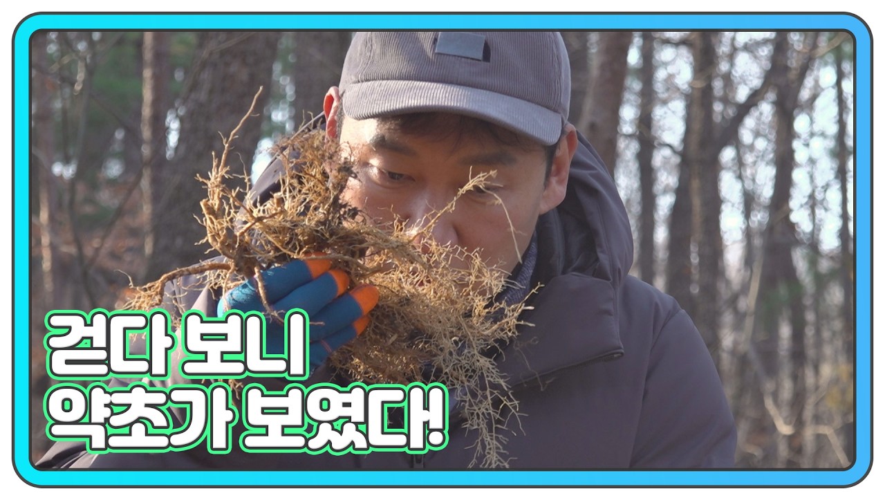 산이 내어준 약초, 봉삼과 토복령 MBN 260204 방송