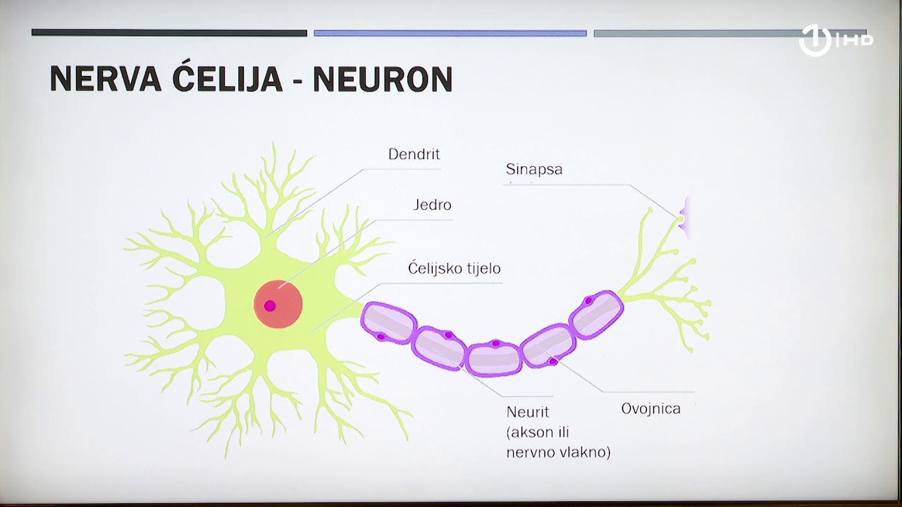 Domaća zadaća za 9. razred: Biologija - Nervni sistem