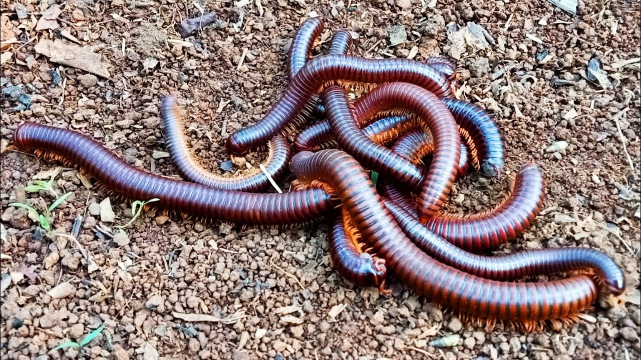 Hunting Big Millipedes 😱 insect, kaki seribu, Snail, Luwing, bekicot, Millipede, serangga