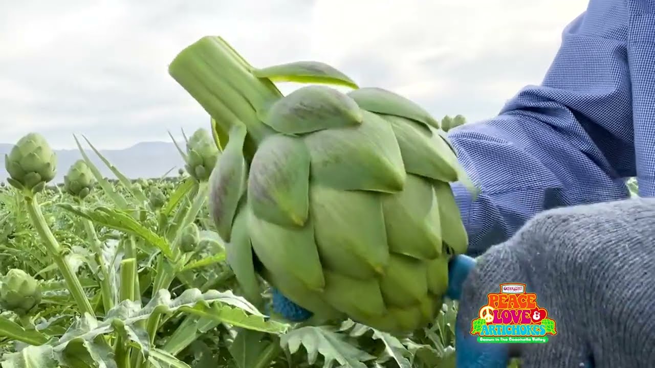 Ocean Mist Farms - Artichoke Field Update - Coachella, CA February 3