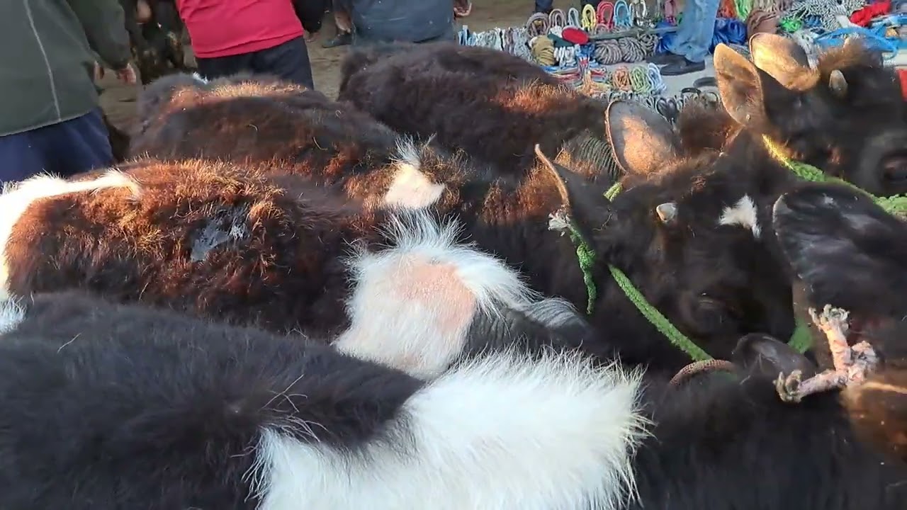 молбозори вахдат