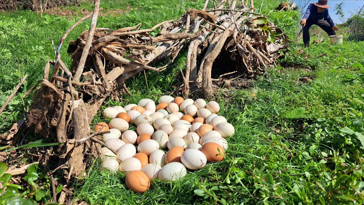 OMG amazing  !A farmer picked a lot of duck eggs from the grass in the stream.