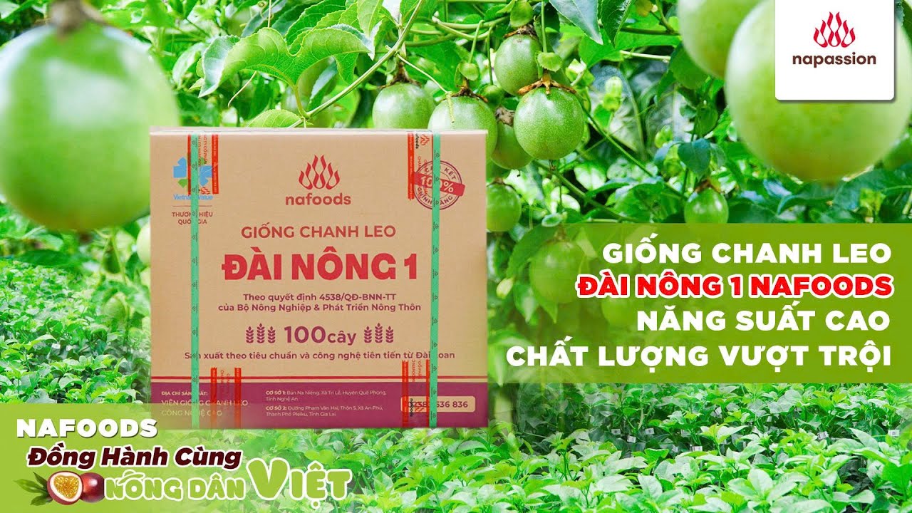 Giống chanh leo Đài Nông 1 Nafoods – Năng suất cao, chất lượng vượt trội