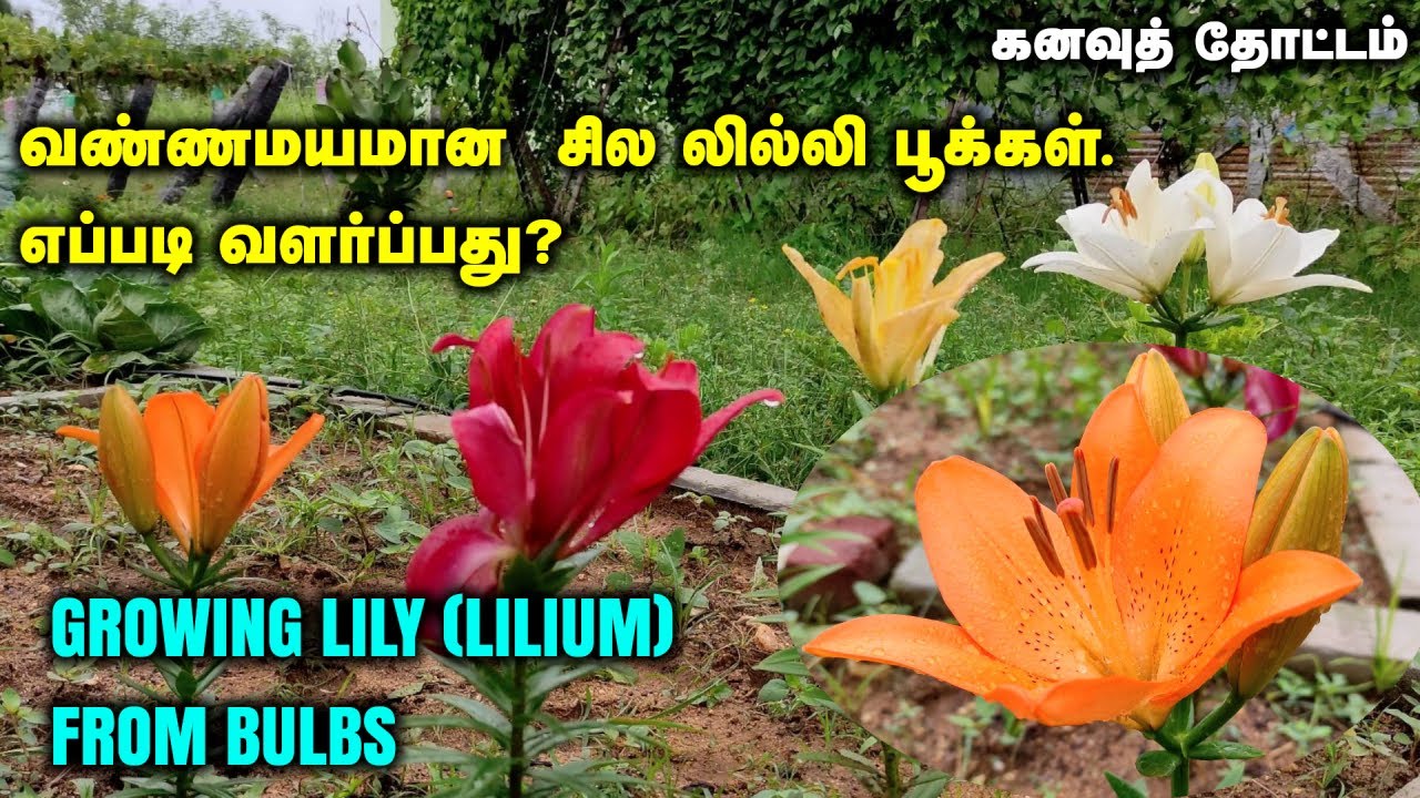 கனவுத் தோட்டம் | வண்ண வண்ண லில்லி பூக்கள். எப்படி வளர்ப்பது?. விதைக் கிழங்கு எங்கே வாங்கலாம்?