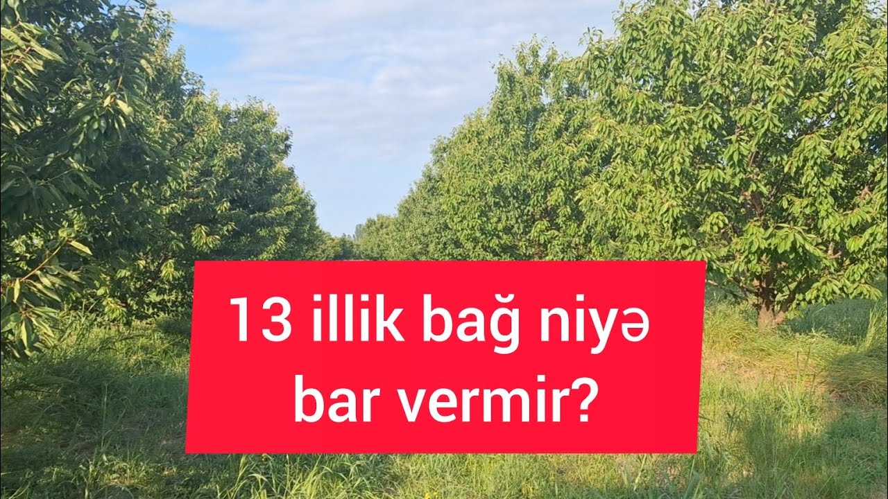 13 ildir ki, bağımız məhsula oturmur. Çıxardım yoxsa daha bir il şans verim?#bağçılıq#agro#bağban