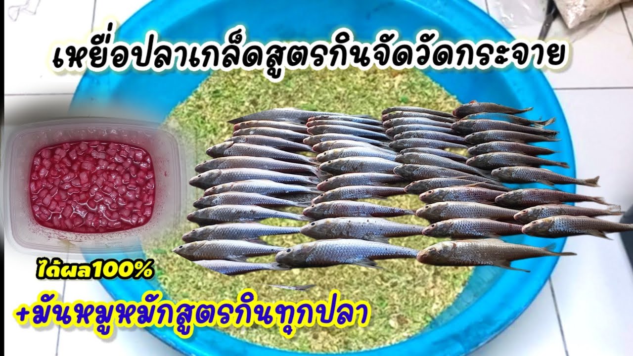 เหยื่อปลาเกล็ดสูตรกินจัดวัดกระจาย+มันหมูหมักสูตรกินทุกปลา ใช้ได้ทั้งบ่อ และหมายธรรมชาติ