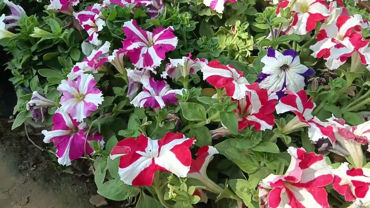 Aziz nursery Hisar