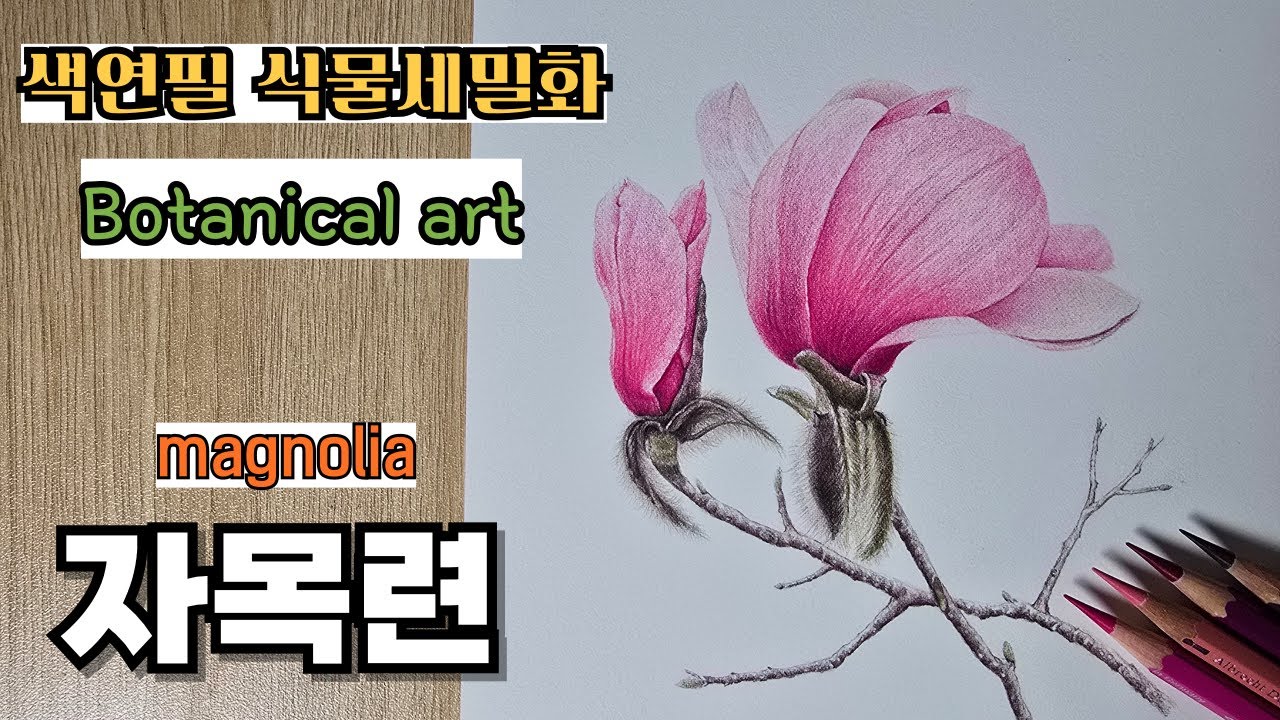 색연필로 그리는 자목련 / 보태니컬 아트 / 잔털 표현방법 / Magnolia drawing with colored pencils / How to express fluff