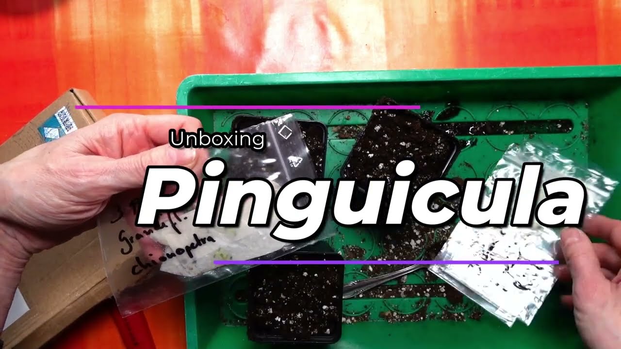 Unboxing Pinguiculas I got from an ebay seller