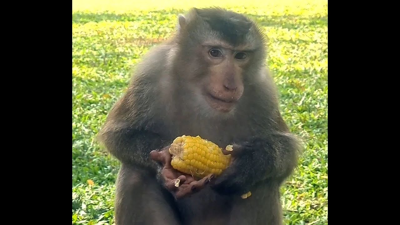Monkeys Love Red Corn |Love Animals |