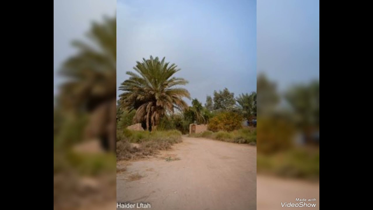 كامل كشاش طور الغافلي