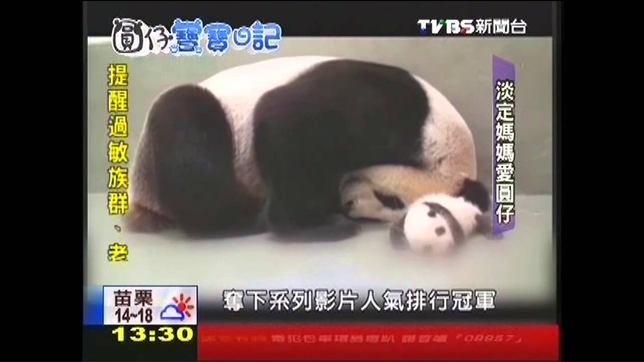 萌！圓仔成長日記　TVBS全紀錄