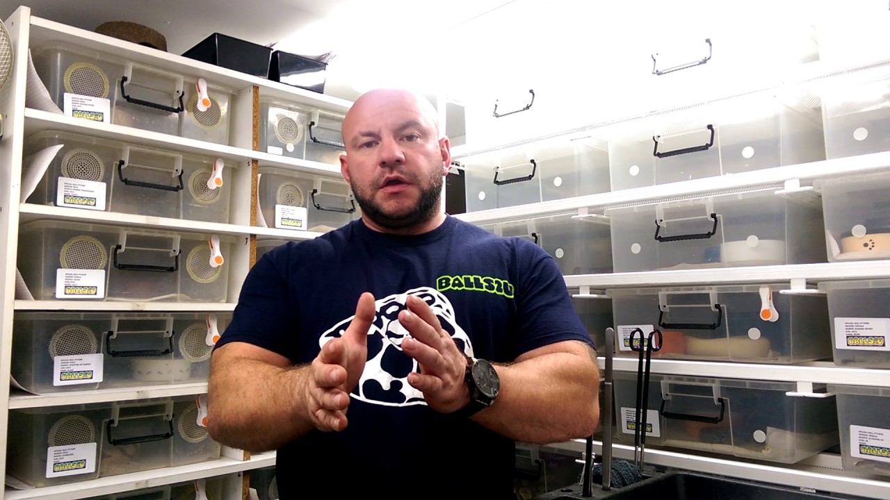 Breeding ball pythons part 1: COMPATIBILITY