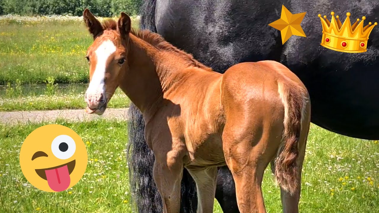 Horse in the ditch, Rising Star says😜, on maternity visit | Friesian Horses