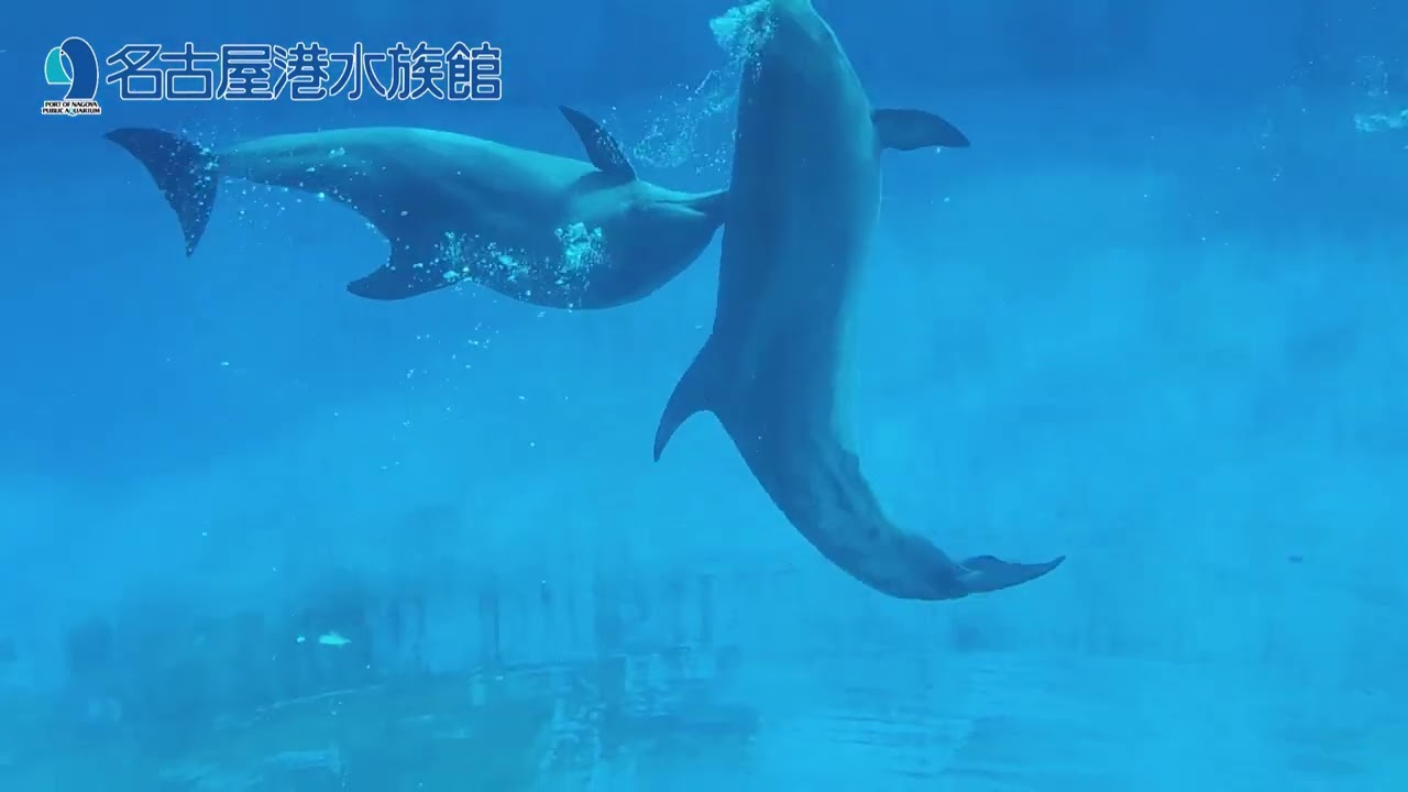 おうちで名古屋港水族館