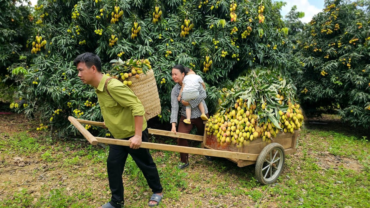 We harvest lychees together and sell them at the market. Caring for sick dogs