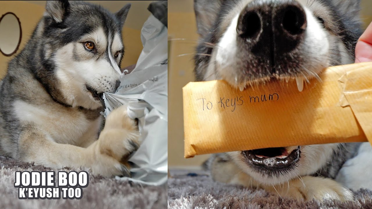 Husky Hits His HEAD On BOXES And Tries To Steal All The Gifts!