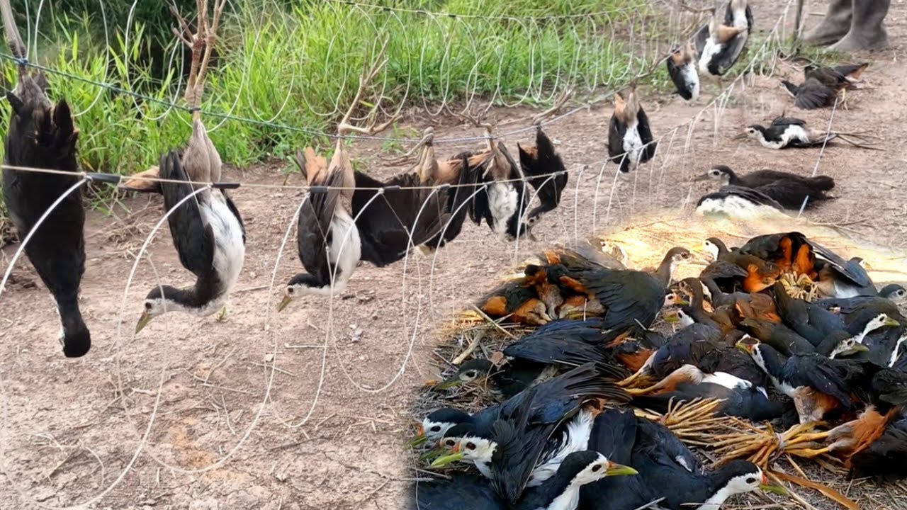 Hunting Birds in the Jungle – Unexpected Results! || Unbelievable Bird Trap || #The_Bird_Kingdom