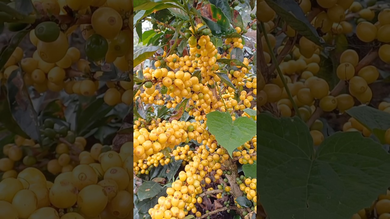 Belleza de caf&eacute; variedad Colombia amarillo