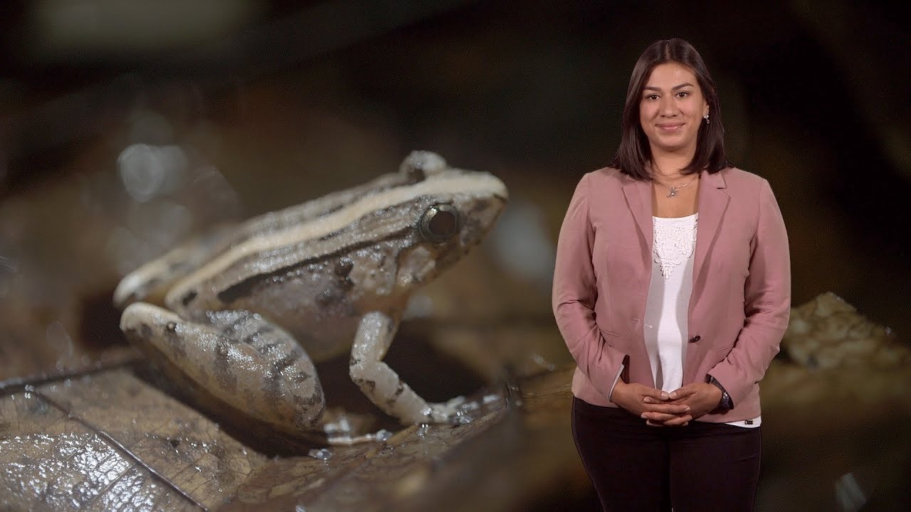 Johana Goyes-Vallejos (UConn and KU): Do Female Frogs Call?