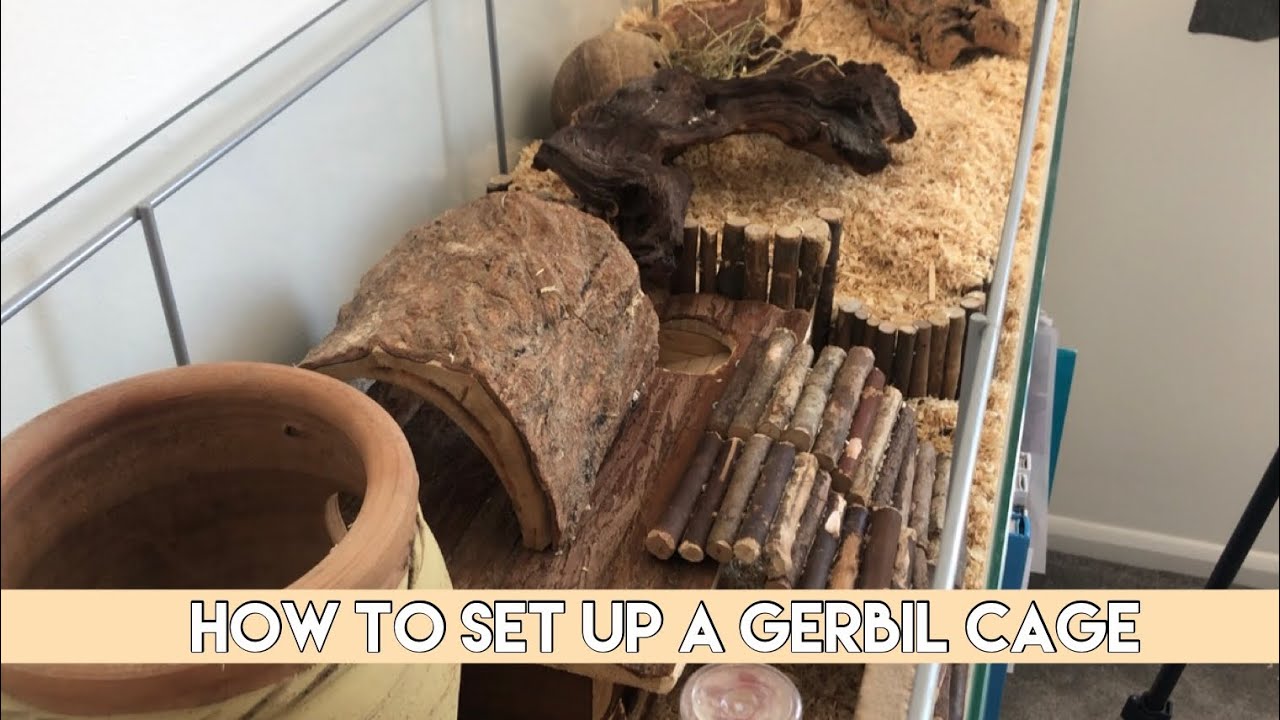 How To Set Up A Gerbil Cage | PetFam