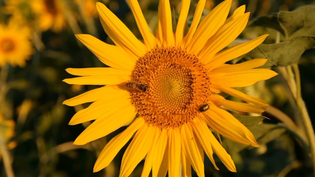 1 hour|| sunflower video with Birds sounds for relaxing, studying sleeping and meditation || 🌻🌻